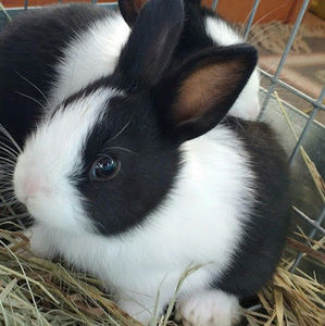 Meet your Posher, Junior